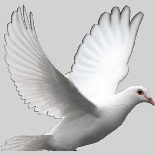 37 379301 doves clipart freedom dove of peace Thumbnail