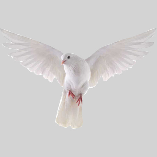 dove facing forward Thumbnail