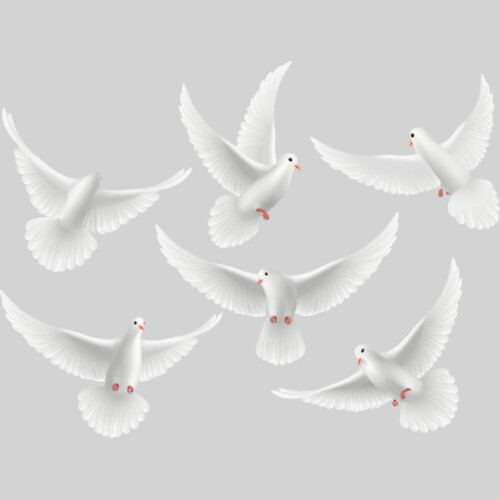 DOVES GROUP copy Thumbnail