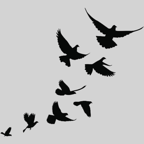 doves group flying clipart Thumbnail