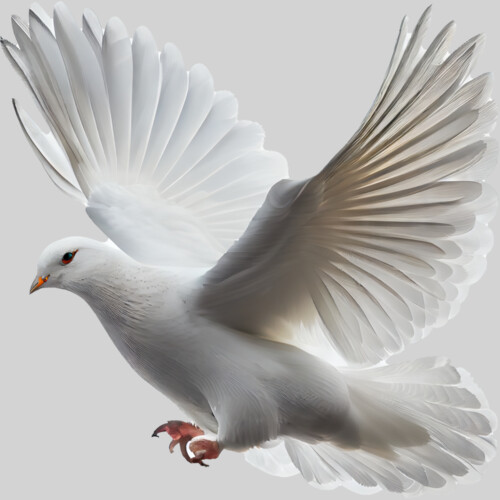 white dove isolated white background flying bird with wings spread generative ai copy Thumbnail